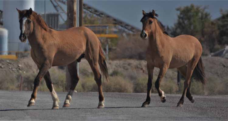 mustangs